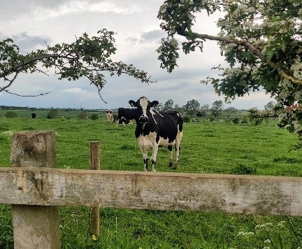 Cow in field